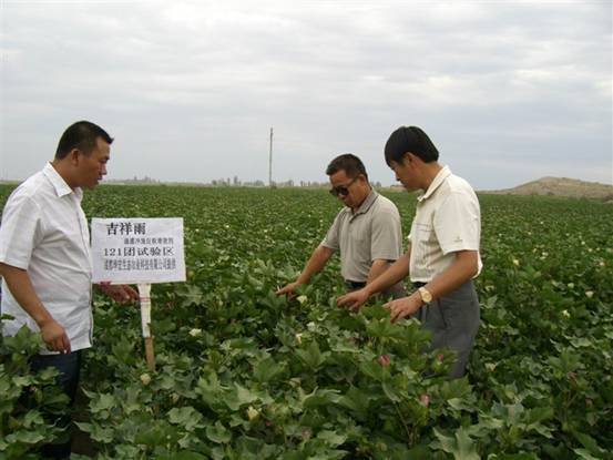06年7月炮臺試驗站曹新成站長在農(nóng)八師121團(tuán)私人農(nóng)場示范地察看.jpg