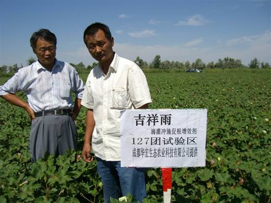 06年127團(tuán) 種植試驗站劉云龍察看在棉花上試驗情況.jpg