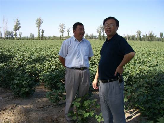 06年在農13師火箭農場棉花上的示范地.jpg